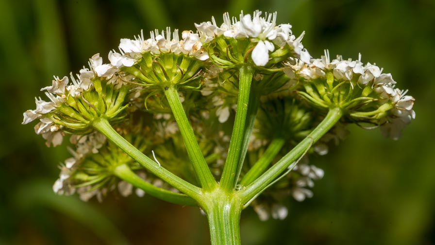 Oenanthe pimpinelloides / Finocchio acquatico comune